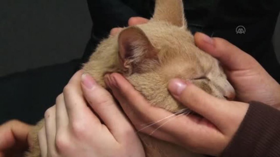 Yaralı Kediye Sahip Çıkan Öğrencilerin Duyarlılığı Ulusal Basında